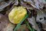 Aranypenész (Hypomyces chrysospermus), Pilis